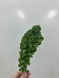 カリーノケール